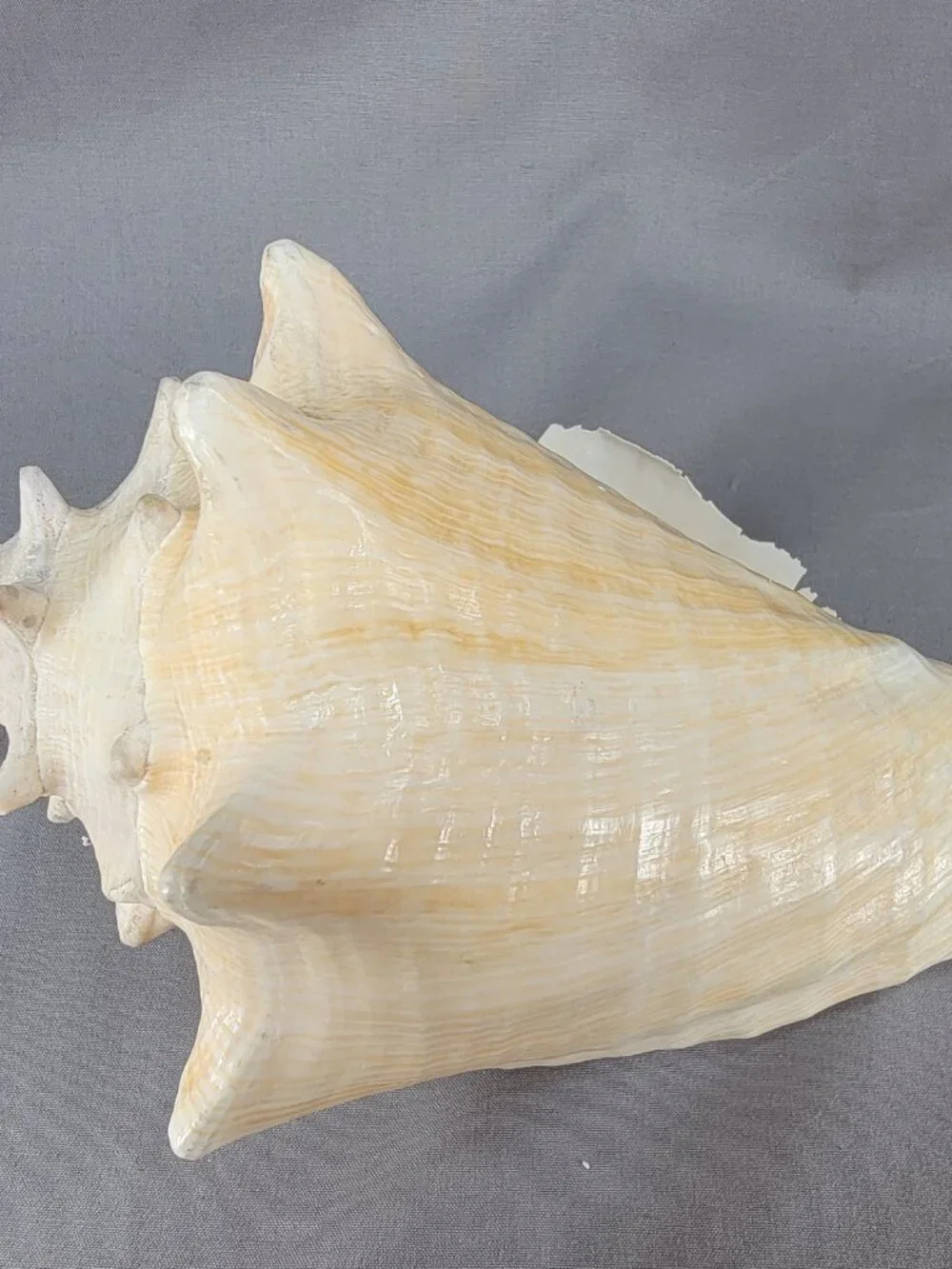 Vtg Natural Conch Seashell Shell Beach Nautical Home Decor Weathered Distressed